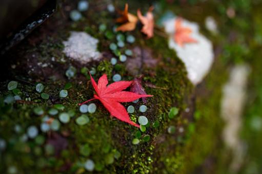 鮮やかな秋の紅葉 紅葉,秋,秋素材の写真素材