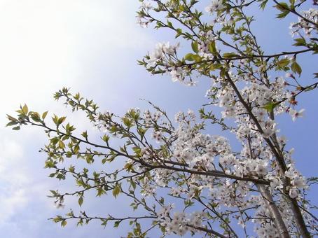 桜 桜の写真
