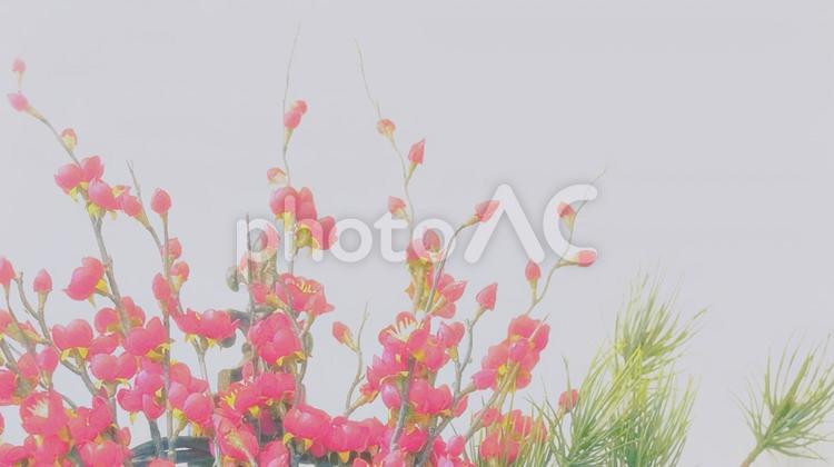お正月飾りの梅（３） 梅,花,お正月の写真素材