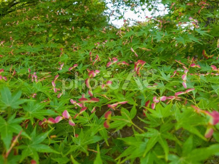 春のモミジの実と葉 アオモミジ,青紅葉,種の写真素材