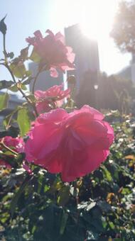 光の中のピンク色のバラ バラ,薔薇,ローズの写真素材