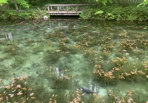 モネの池 モネの池 モネの池,岐阜県,青の写真素材