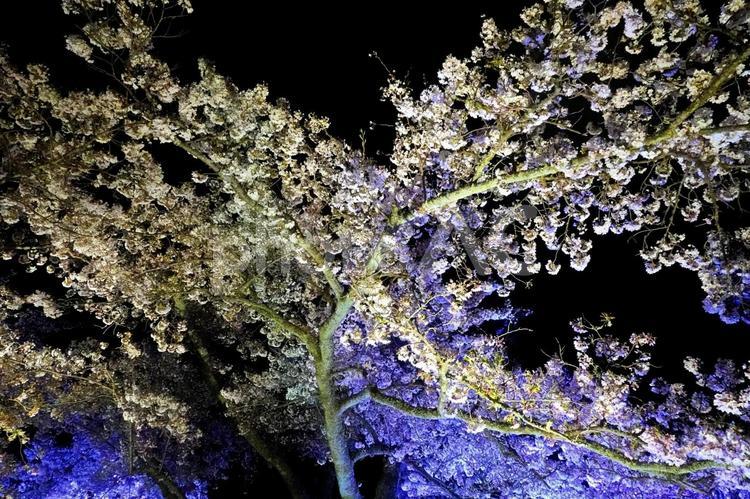幻想的な散り際の夜桜 夜桜,桜,神秘的の写真素材