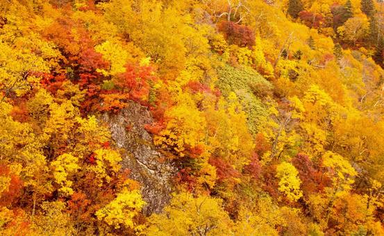 紅葉した山肌 紅葉した山肌の写真