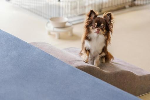 ソファーの前のペット用のスロープと犬 犬,ソファー,スロープの写真素材