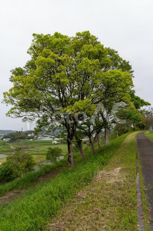 曇りの森林 木,植物,風景の写真素材