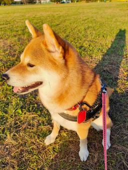 夕日に照らされる柴犬! 夕日に照らされる柴犬! 犬,シバ,柴犬の写真素材