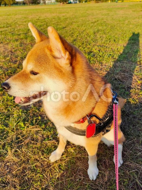 夕日に照らされる柴犬！ 犬,シバ,柴犬の写真素材