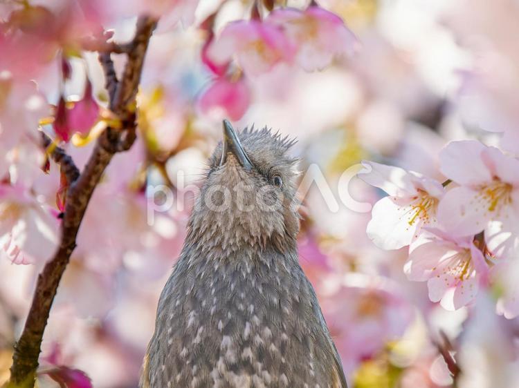 桜とヒヨドリ ヒヨドリ,野鳥,鳥の写真素材
