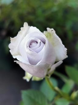 ベランダのバラ・ポルトブルー 薔薇,バラ,ポルトブルーの写真素材