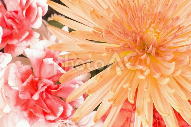 マクロ写真っぽい花の写真 マクロ,花,綺麗の写真素材