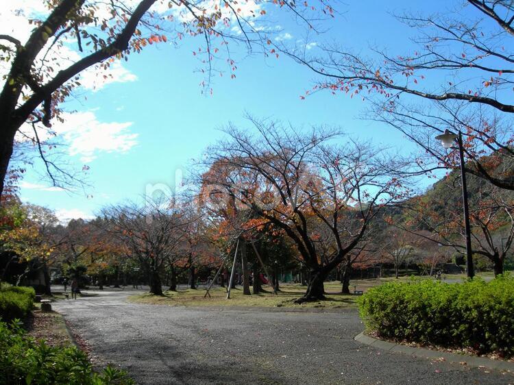 葉を落とす秋の桜 公園,枯れ葉,秋の写真素材