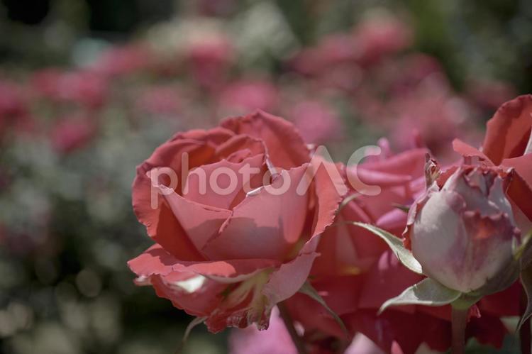 初夏の陽射しを浴びた鮮かな薔薇の花 風景,薔薇,ローズの写真素材