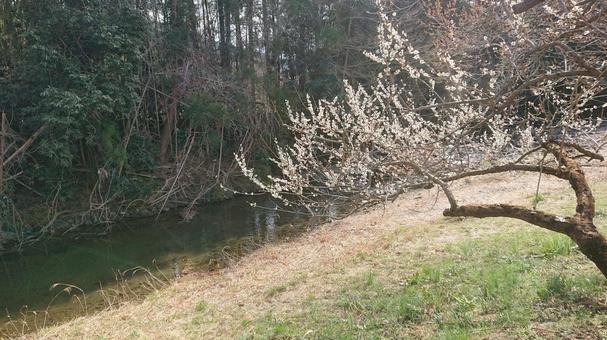梅の木と川 梅の木と川 梅の木,梅,越生の写真素材