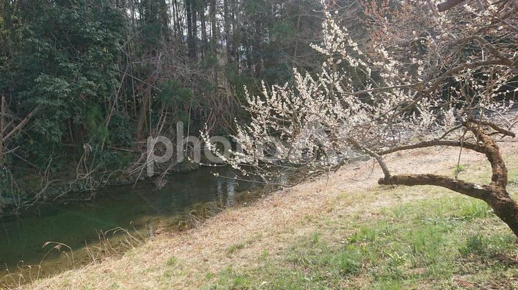 梅の木と川 梅の木,梅,越生の写真素材