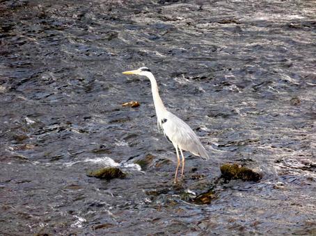 川中で採餌するアオサギ アオサギ,鳥,鳥類の写真素材