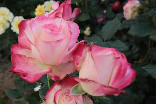 バラ園に咲く綺麗な薔薇を撮りました バラ園に咲く綺麗な薔薇を撮りましたの写真