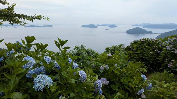 Hydrangeas of Mt. Shiude 9, JPG