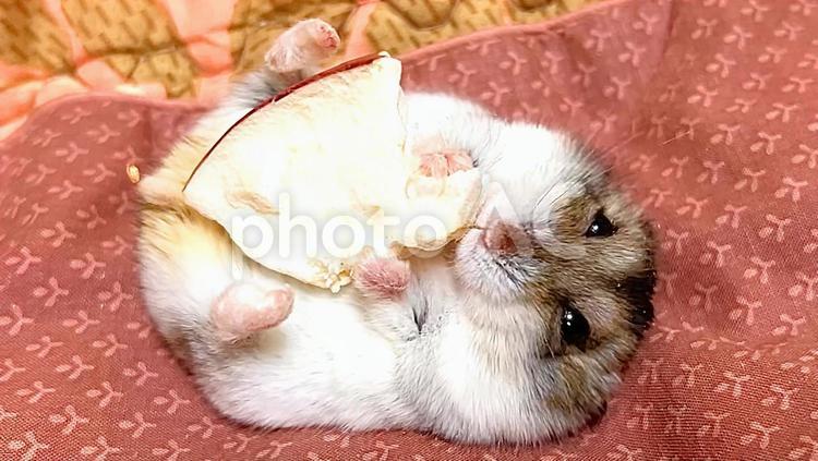 林檎を寝食べするジャンガリアンハムスター リンゴ,ジャンガリアンハムスター,ハムスターの写真素材