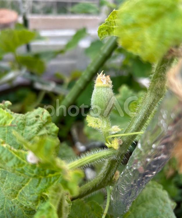 家庭菜園のメロンの成長１ メロン,メロンの花,雌花の写真素材