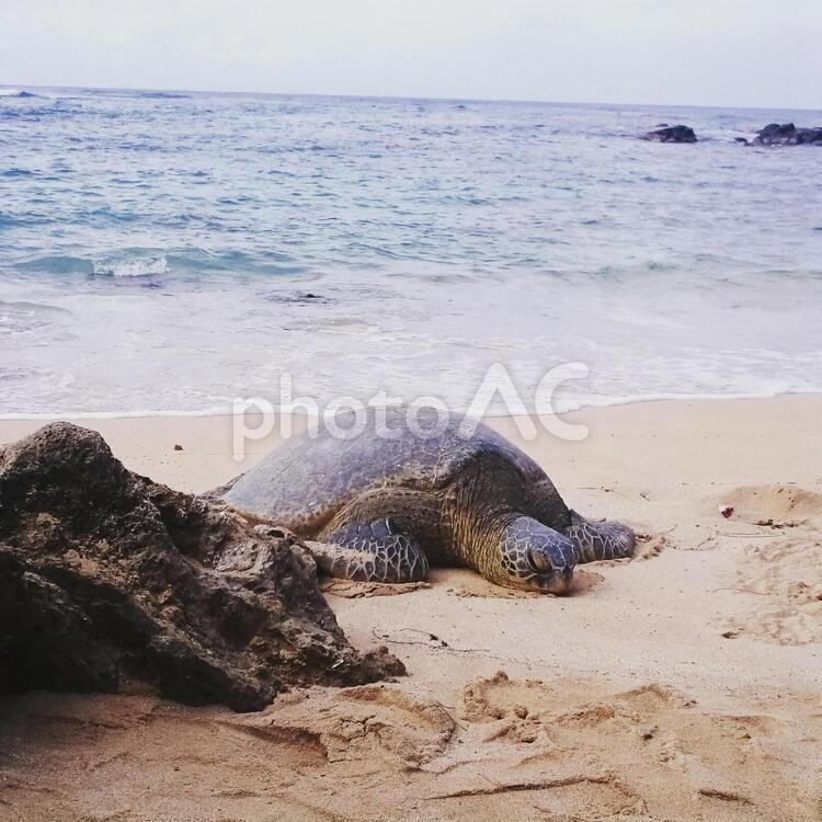 亀との出会い 亀,ウミガメ,砂浜の写真素材
