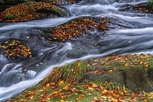 熊本-【菊池渓谷の紅葉】 熊本,菊池渓谷,川の写真素材