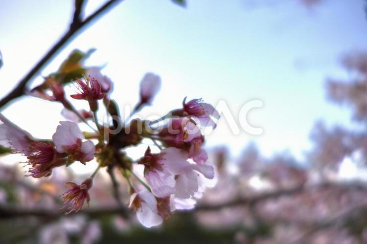 桜の花(アップ) 桜,春,アップの写真素材