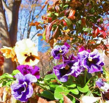 花 花,公園,彩色の写真素材