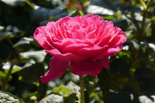 ピンクの薔薇 ピンクの薔薇の写真