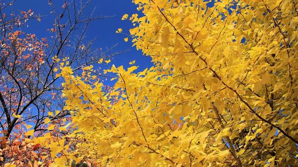 河口湖畔の黄葉した銀杏の木 イチョウの木,黄葉,紅葉の写真素材