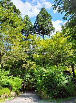 三千院 三千院の写真