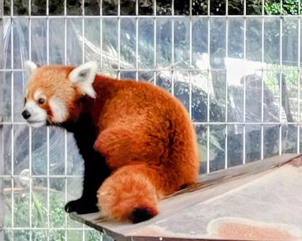 レッサーパンダ レッサーパンダの写真