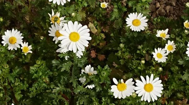 白い花 白い花の写真