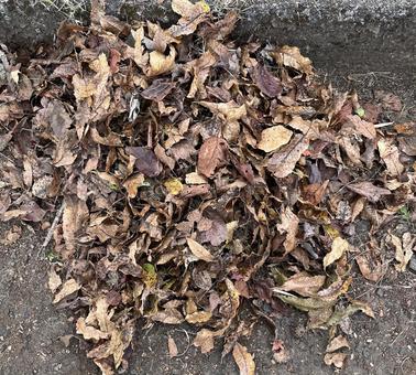 落ち葉 落ち葉,落葉,掃除の写真素材