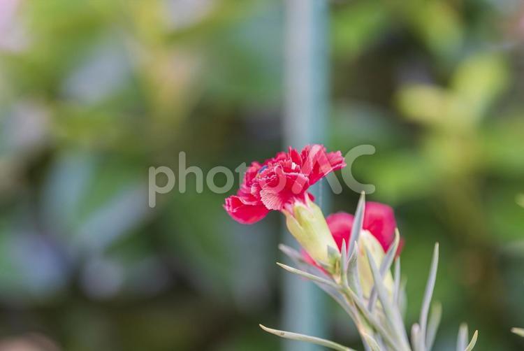 鮮やかで美しいカーネーションの花 カーネーション,草花,庭花の写真素材