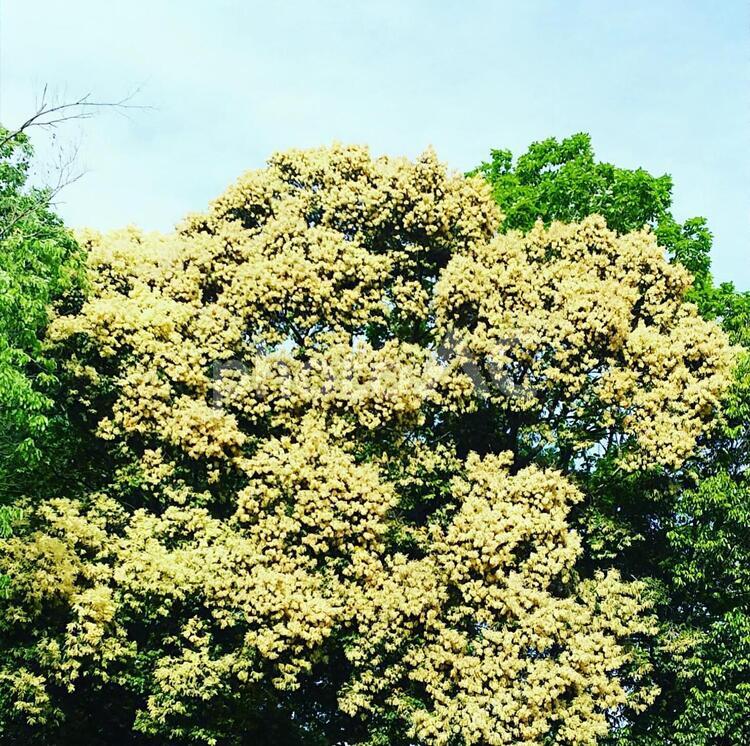 栗の木 屋外で,庭園,晴れの写真素材