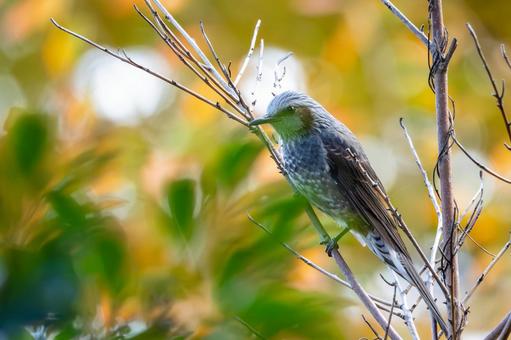 ヒヨドリ(47)の写真