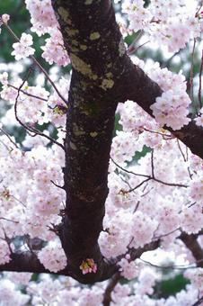 桜 桜,縦,春の写真素材