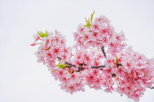 河津桜5 河津桜5の写真
