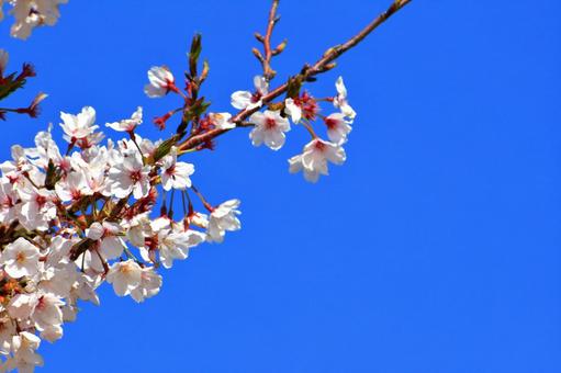 満開の桜 満開の桜 サクラ,春,木の写真素材