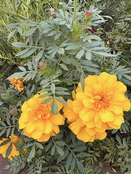 公園に咲いたマリーゴールド 花,公園,秋の写真素材