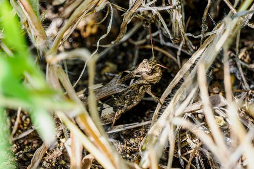 Imitation grasshopper⑶, JPG