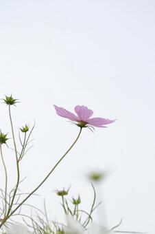 コスモス コスモス 自然,花,夏の写真素材