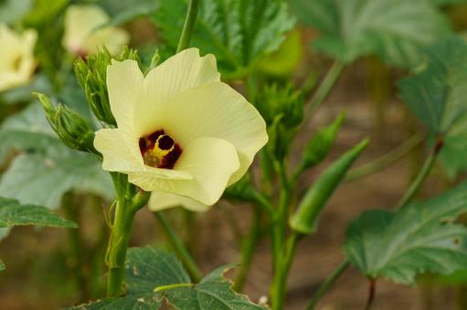 畑で栽培している黄色いオクラの花 畑で栽培している黄色いオクラの花の写真