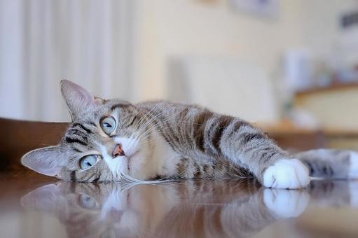 リラックスする可愛いトラ猫 リラックスする可愛いトラ猫 猫,ねこ,リラックスの写真素材