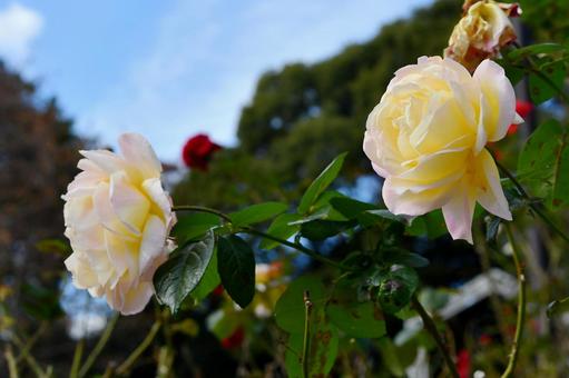 薔薇 ガーデンパーティー 薔薇 ガーデンパーティーの写真