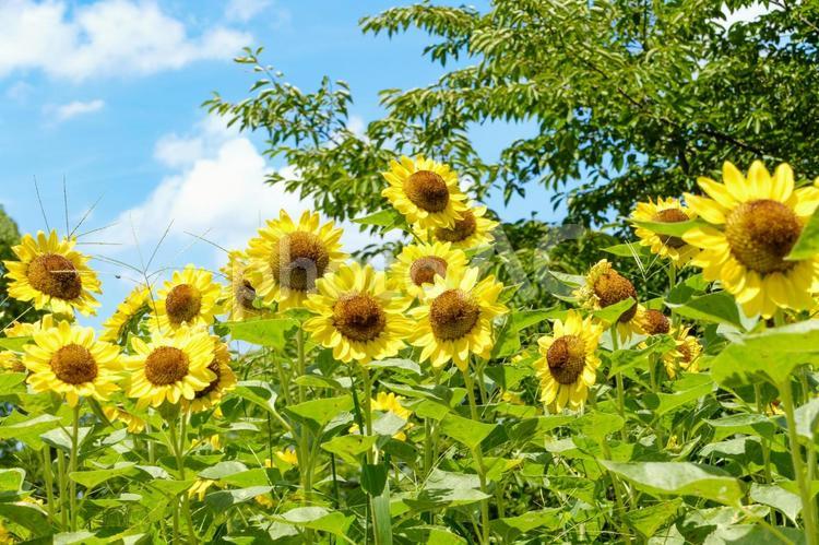青空の下で咲き誇るひまわり ひまわり,花,花びらの写真素材