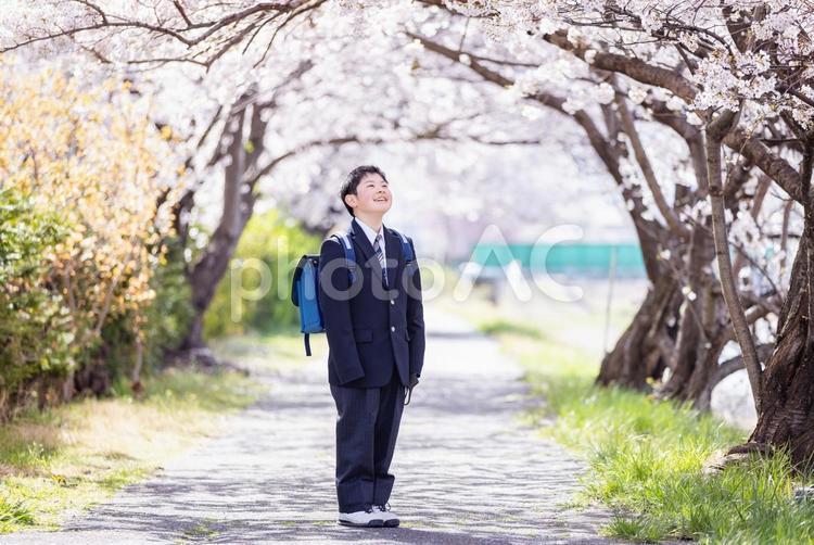 桜を見上げる中学生 桜,小学生,ランドセルの写真素材