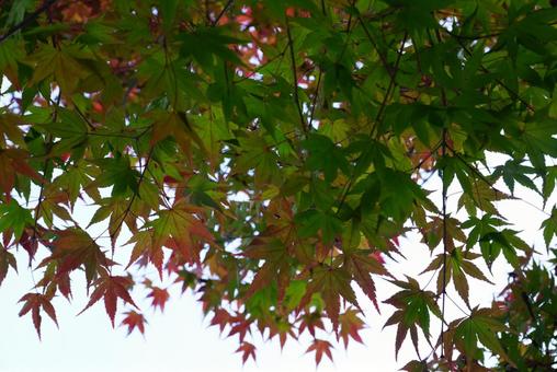 紅葉したモミジの葉 モミジ,葉,植物の写真素材