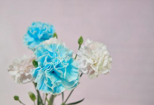 水色と淡いピンクの綺麗なカーネーション 背景,カーネーション,花びらの写真素材